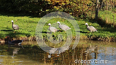 Walking nene geese Stock Photo